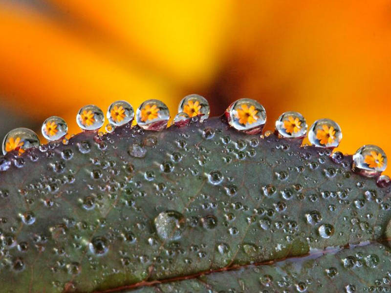 水質(zhì)生物毒性檢測標準（