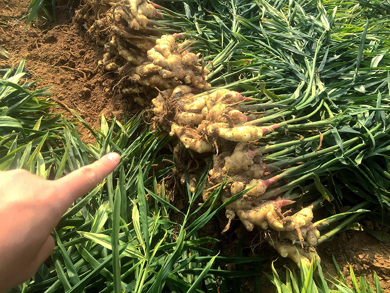 高智能土壤分析儀 高智能土壤分析儀