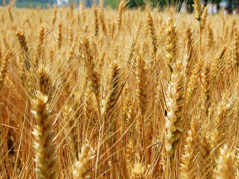 1632365878870257.jpg refec.jpg